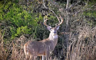 TBD FM 373, Saint Jo, Tx. 76265 – photo 23